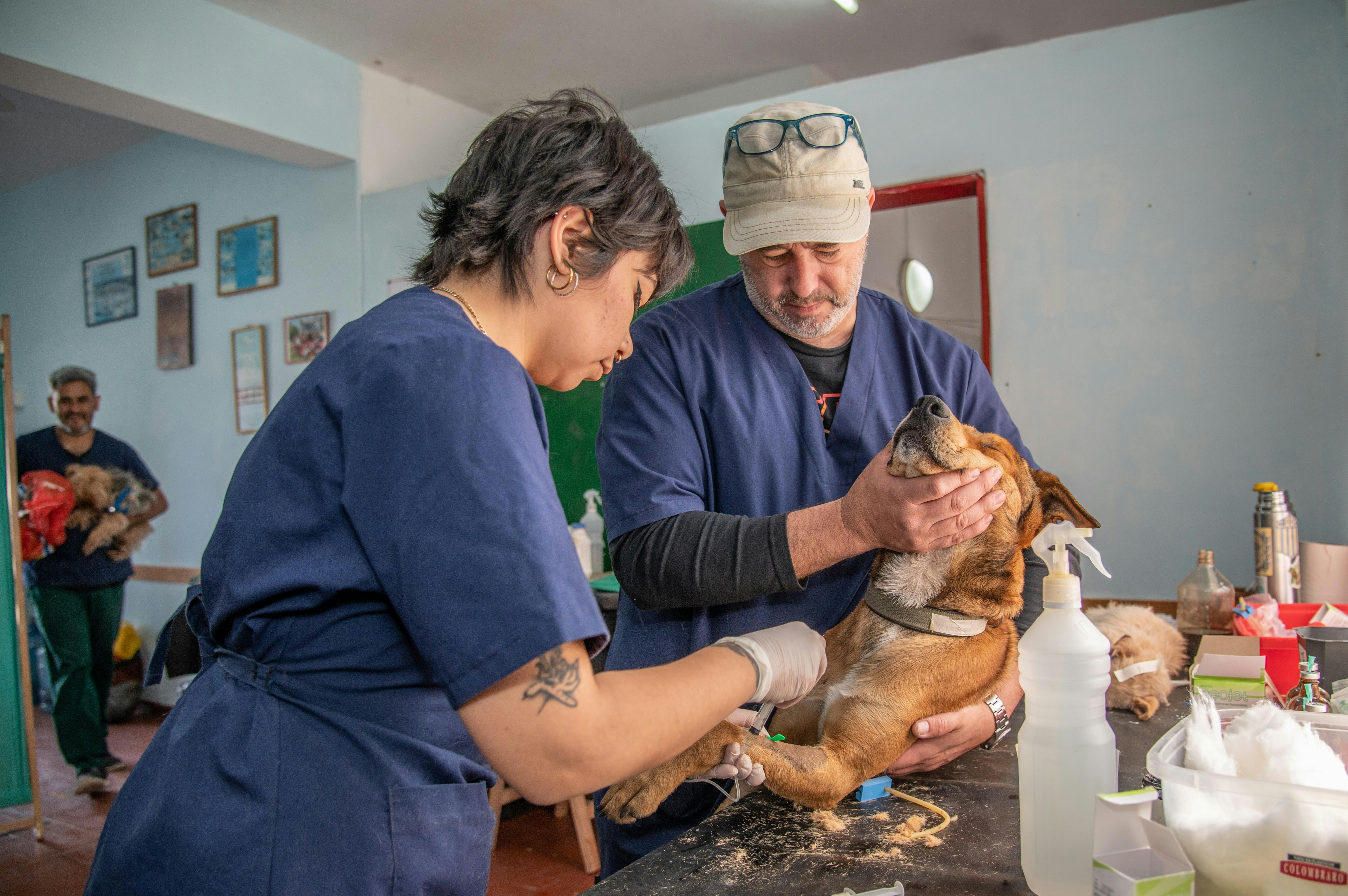 A team of veterinarians collaborating and planning in a modern office.